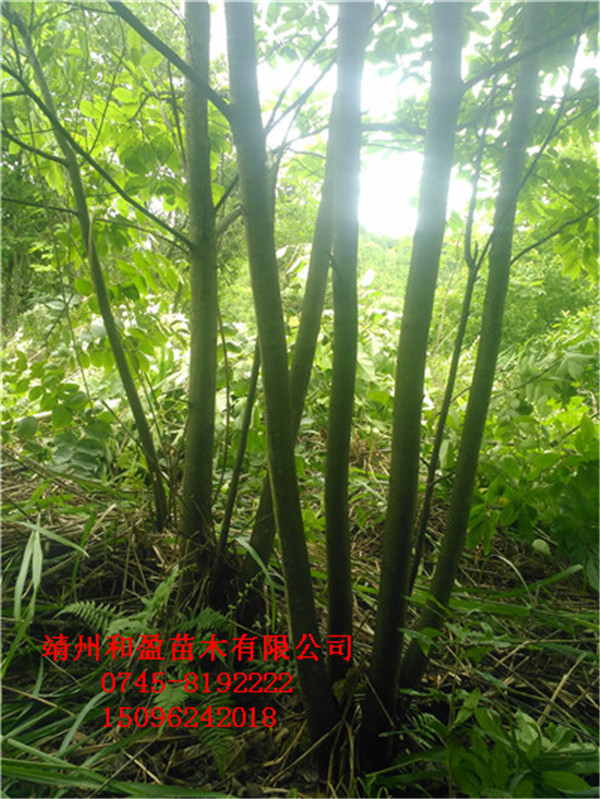 叢生板栗樹(shù)