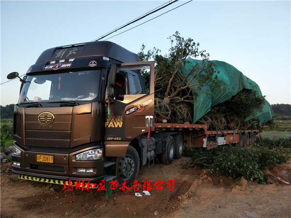 大樹汽運~適度修剪、蓋篷布防水分蒸發