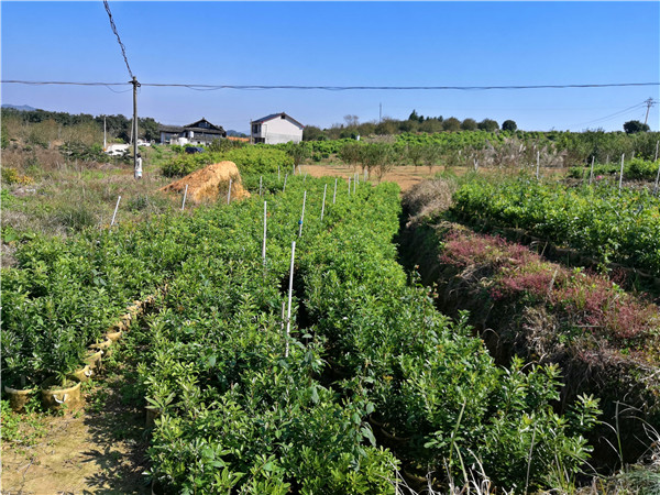 30直徑營(yíng)養(yǎng)杯楊梅苗