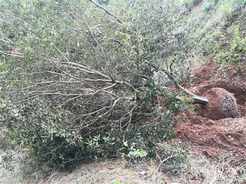 4米冠幅斷根楊梅基地，裝車場景