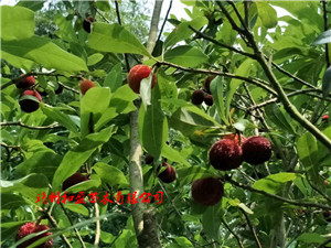 靖州和盈苗木有限公司-靖州縣斷根及移栽楊梅樹(shù)苗、桂花樹(shù)、柚子樹(shù)（黃金貢柚、紅心柚、沙田柚）、黃桃樹(shù)、大五星枇杷樹(shù)、美國(guó)紅楓、紅葉石楠