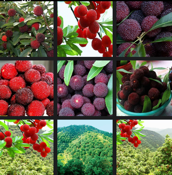 靖州和盈苗木有限公司-靖州縣斷根及移栽楊梅樹苗、桂花樹、柚子樹（黃金貢柚、紅心柚、沙田柚）、黃桃樹、大五星枇杷樹、美國紅楓、紅葉石楠