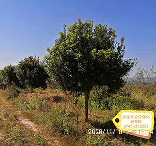 湖南森福木業有限公司,木結構別墅建造及制作,木涼亭建造及制作,木棧道建造及制作