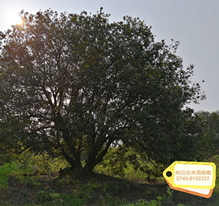 湖南森福木業有限公司,木結構別墅建造及制作,木涼亭建造及制作,木棧道建造及制作