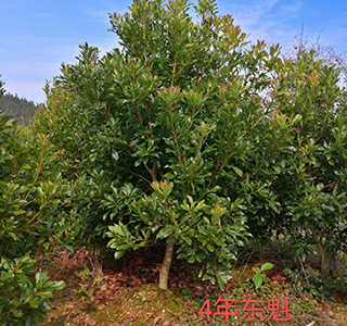 湖南森福木業有限公司,木結構別墅建造及制作,木涼亭建造及制作,木棧道建造及制作