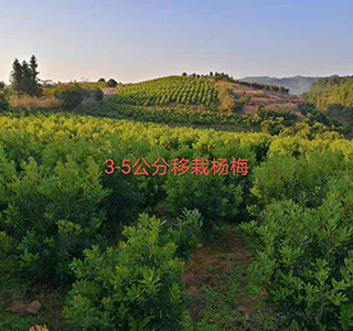 湖南森福木業有限公司,木結構別墅建造及制作,木涼亭建造及制作,木棧道建造及制作